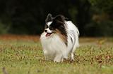 EPAGNEUL PAPILLON 052